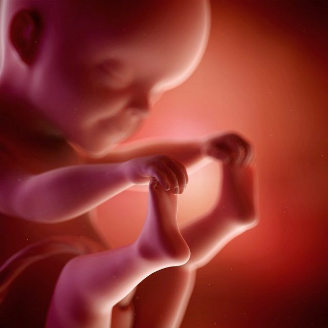 facts about unborn babies, baby in the womb, babies development in the womb, unborn baby stages, pregnancy baby stages,